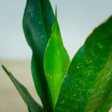 sansevieria-trifasciata-black-diamond
