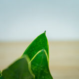 sansevieria-trifasciata-black-diamond