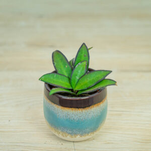 hoya-rosita