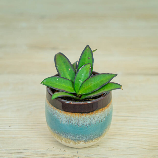 hoya-rosita hoya-rosita