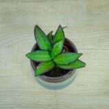 hoya-rosita