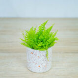 paproc-fluffy-ruffles-baby-nephrolepis