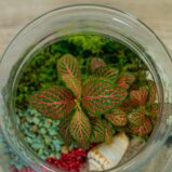 las-w-sloiku-czerwona-wydma