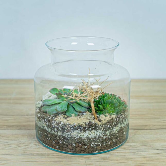 las-w-sloiku-pustynia