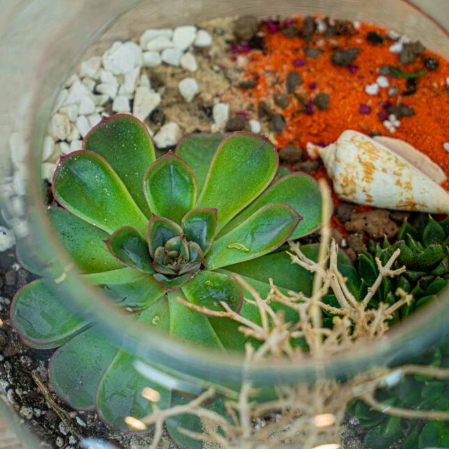 las-w-sloiku-pustynia las-w-sloiku-pustynia