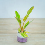 philodendron-ring-of-fire-baby