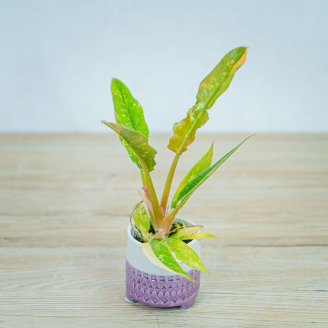 philodendron-ring-of-fire-baby philodendron-ring-of-fire-baby