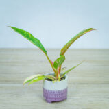 philodendron-ring-of-fire-baby