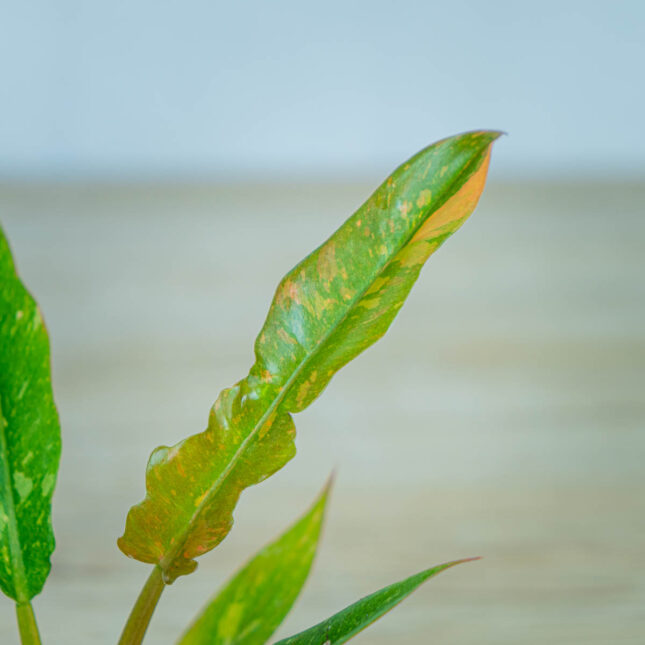philodendron-ring-of-fire-baby philodendron-ring-of-fire-baby