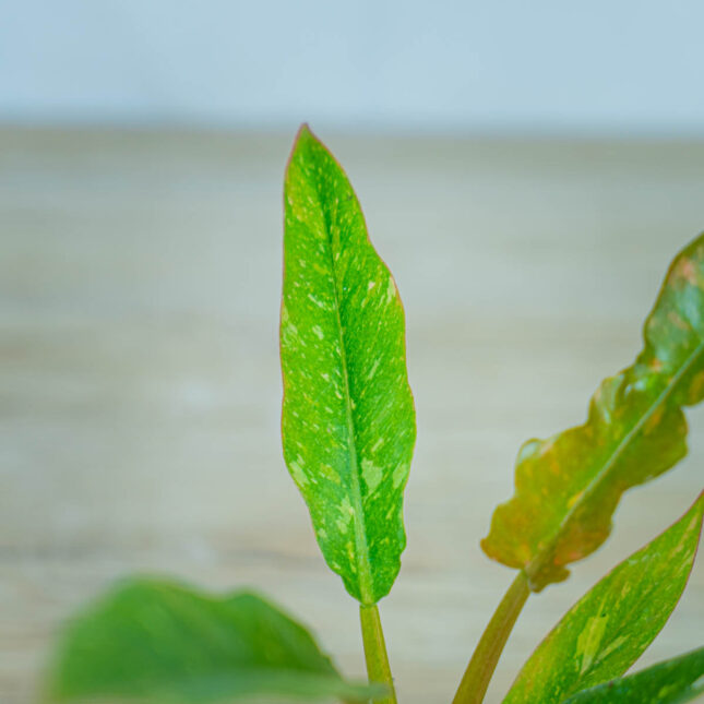 philodendron-ring-of-fire-baby philodendron-ring-of-fire-baby