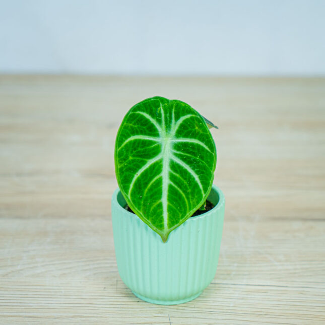 alokazja-ninja-baby-alocasia alokazja-ninja-baby-alocasia