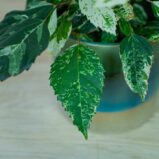 hibiskus-variegata