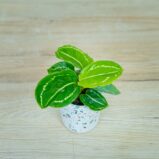 calathea-roseopicta-green-baby