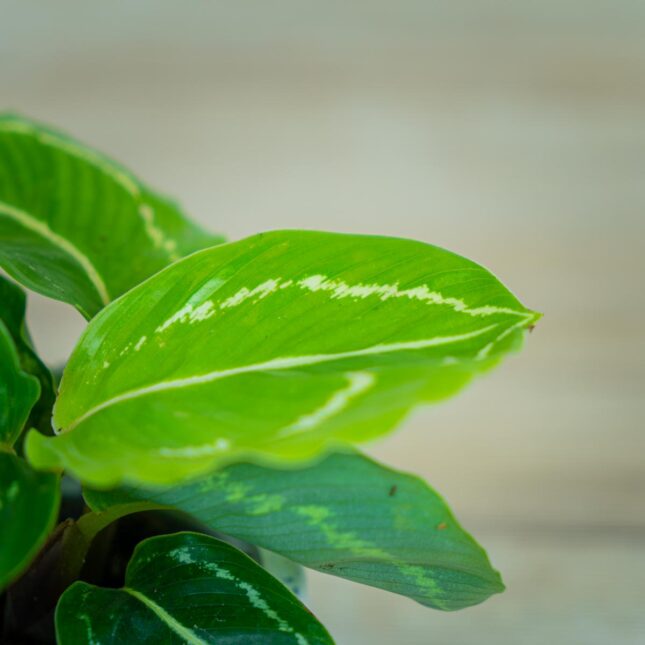 calathea-roseopicta-green-baby calathea-roseopicta-green-baby