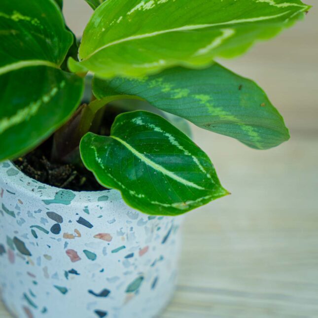 calathea-roseopicta-green-baby calathea-roseopicta-green-baby