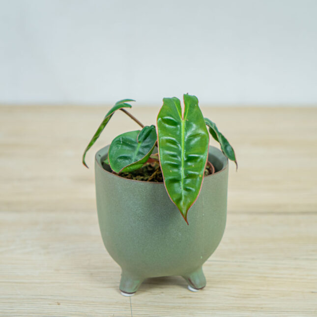 philodendron-billietiae-baby philodendron-billietiae-baby