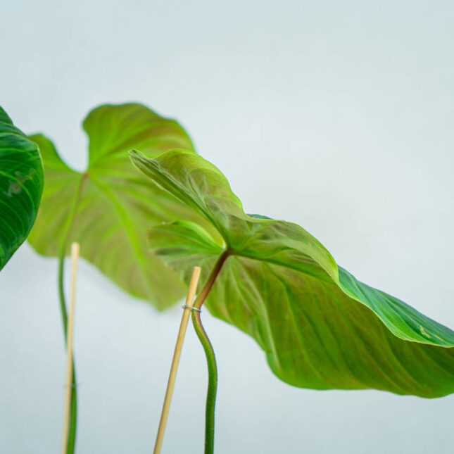 philodendron-el-choco-red philodendron-el-choco-red