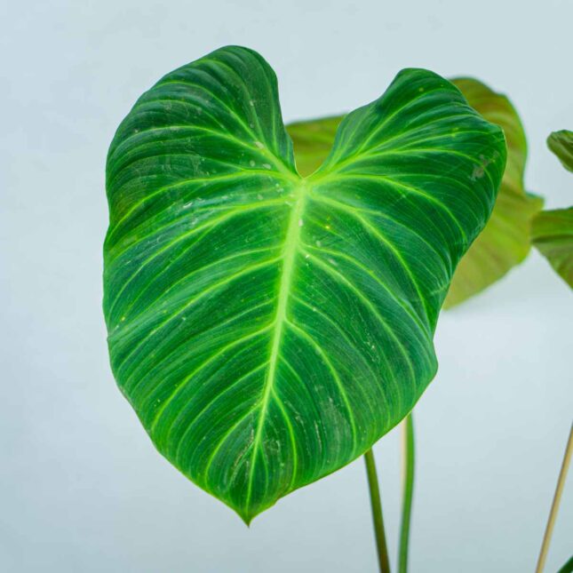 philodendron-el-choco-red philodendron-el-choco-red