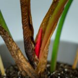 philodendron-el-choco-red