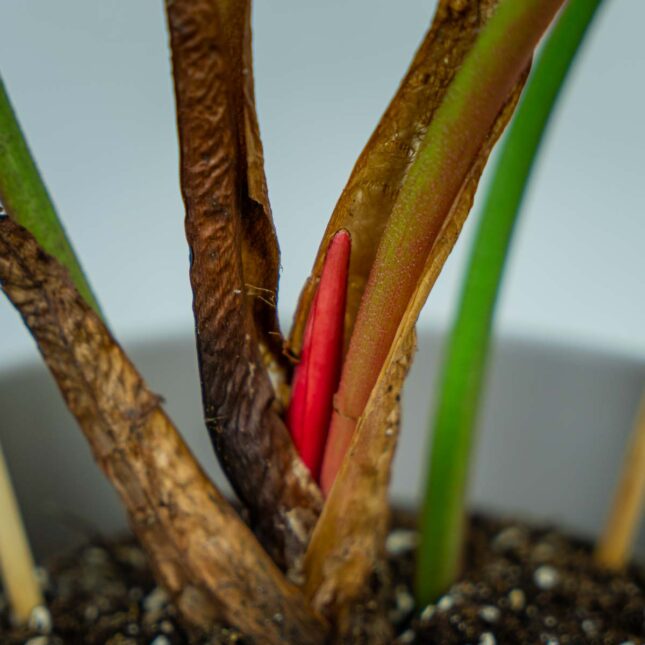 philodendron-el-choco-red philodendron-el-choco-red