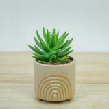 aloe-brevifolia