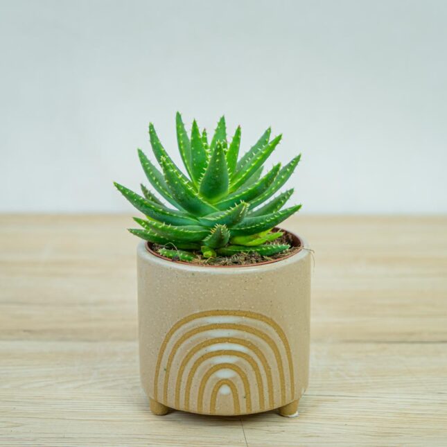 aloe-brevifolia aloe-brevifolia