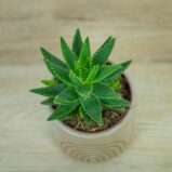 aloe-brevifolia
