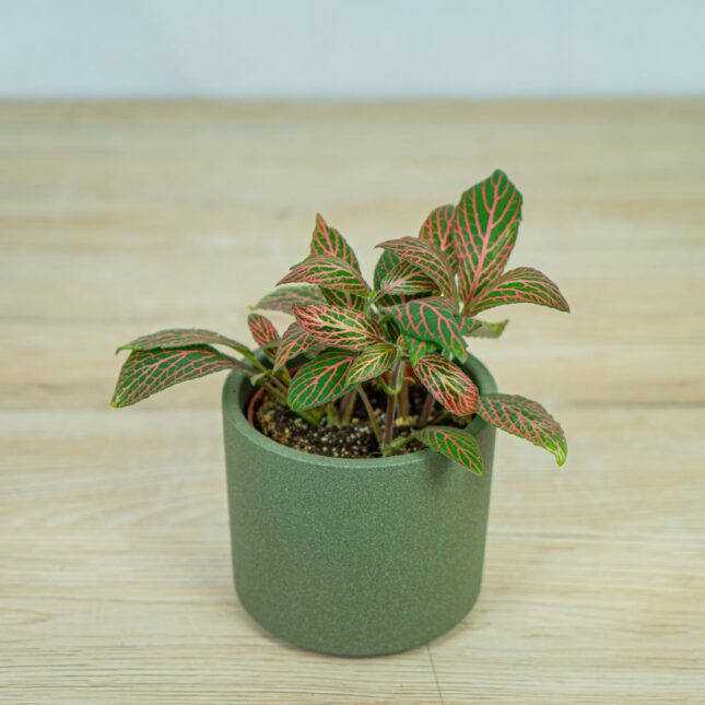 fittonia-pink-angel fittonia-pink-angel