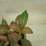 fittonia-pink-angel