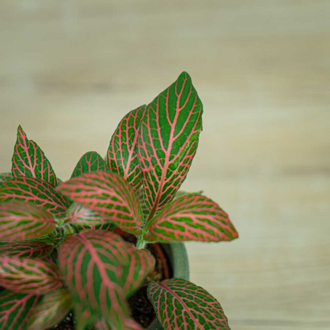 fittonia-pink-angel fittonia-pink-angel