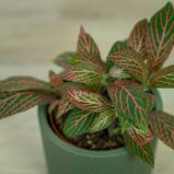 fittonia-pink-angel