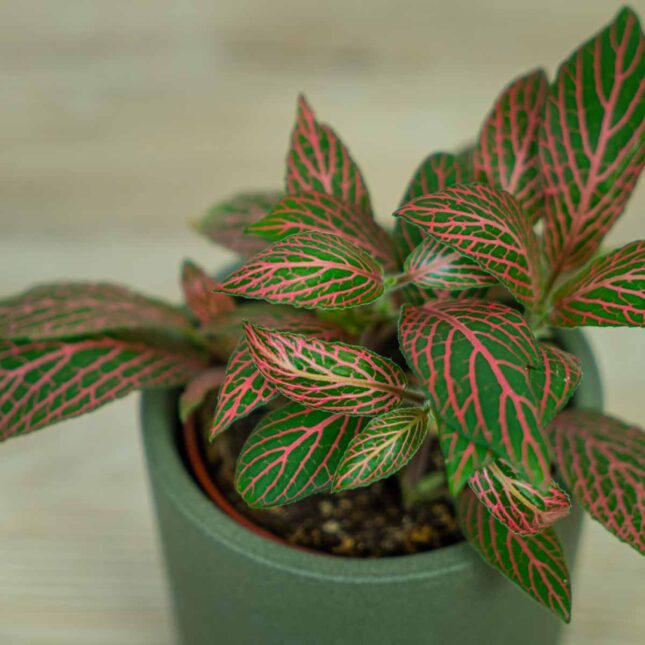 fittonia-pink-angel fittonia-pink-angel