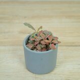 fittonia-grey-sensation