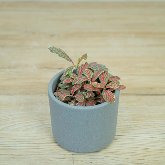 fittonia-grey-sensation fittonia-grey-sensation
