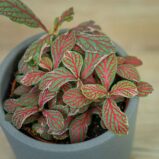fittonia-grey-sensation