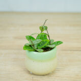 Hoya-mathilde-splash-baby