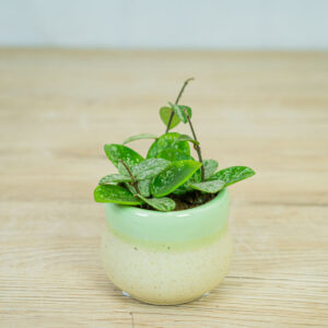 Hoya-mathilde-splash-baby