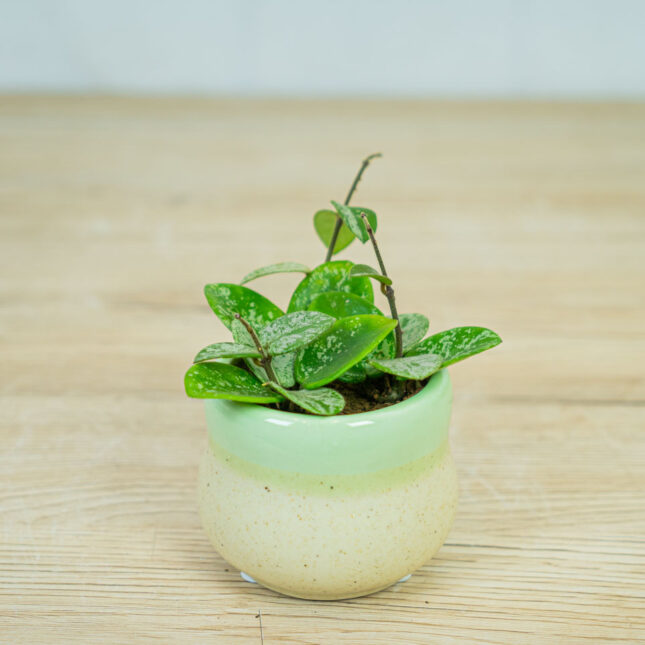 Hoya-mathilde-splash-baby Hoya-mathilde-splash-baby
