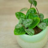 Hoya-mathilde-splash-baby