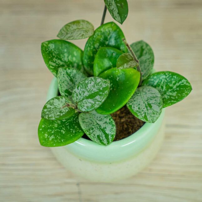 Hoya-mathilde-splash-baby Hoya-mathilde-splash-baby