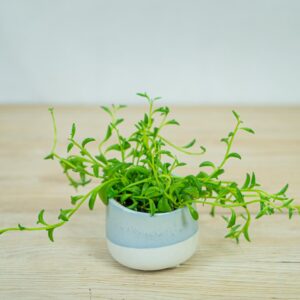senecio-peregrinus-delfinki-baby
