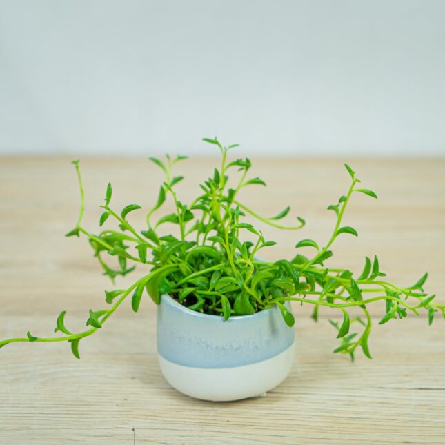 senecio-peregrinus-delfinki-baby senecio-peregrinus-delfinki-baby
