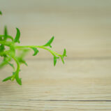 senecio-peregrinus-delfinki-baby