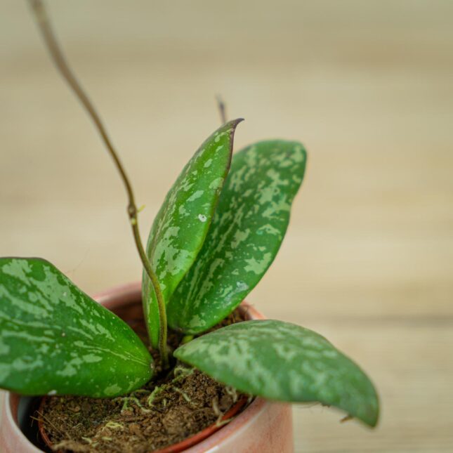 Hoya-sigillatis-round-leaf-baby Hoya-sigillatis-round-leaf-baby