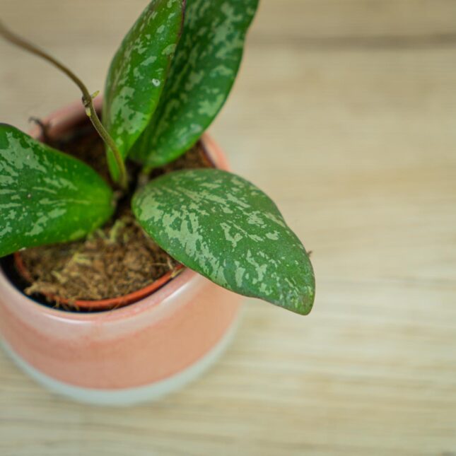 Hoya-sigillatis-round-leaf-baby Hoya-sigillatis-round-leaf-baby