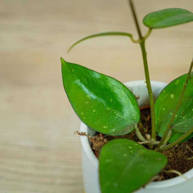 hoya-parasitica-black-edge hoya-parasitica-black-edge