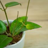 hoya-parasitica-black-edge