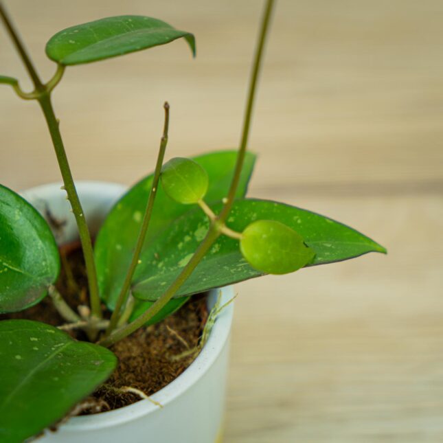 hoya-parasitica-black-edge hoya-parasitica-black-edge