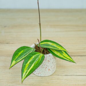 Hoya-macrophylla-pot-of-gold-baby
