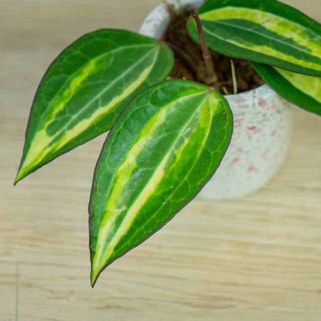 Hoya-macrophylla-pot-of-gold-baby Hoya-macrophylla-pot-of-gold-baby